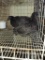 3 Ayam Cemani Chicks * 7-8 Wks Old