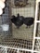 3 Ayam Cemani Chicks * 7-8 Wks Old