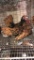 2 Golden Seabright Roosters