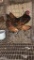 2 Golden Seabright Roosters