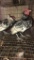 2 Silver Seabright Roosters