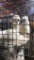 3 Young Paint Silkies