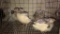 5 Coturnix Quail