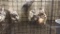 6 Coturnix Quail