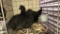 Pair Ayam Cemanis