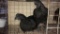 2 Cemani Cross