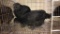 2 Cemani Cross