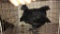 2 Cemani Cross