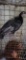 Spanish Hen Turkey
