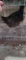 1 Ayam Cemani Hen