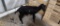 Black & White Lamancha Nanny