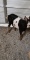 Tri Color Brd Lamancha Nanny - Yearling