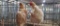 2 Buff Orpington Hens