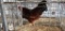 Easter Egger Rooster