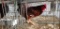 Easter Egger Rooster