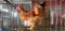 1 Red Giant Rooster
