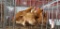 3 Red Giant Hens
