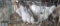 3 Easter Egger Hens - 1 Yr Old