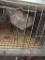 1 Lavender Orpington Rooster