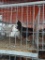 1 Black Copper Maran Rooster