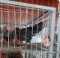 1 Black Copper Maran Rooster
