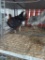 1 Black Copper Maran Rooster