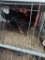 1 Olive Egger Rooster
