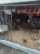 3 Silver Laced Wyandotte Hens - 1 Yr Old
