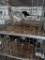 1 Olive Egger Hen