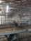 2 Appenzeller Spitzhauben - Spring Hatch - Unsexed