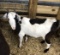 Black & White Dairy Cross Nanny