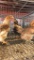 4 Easter Eggers - 3 Mos Old