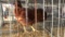 Easter Egger Rooster