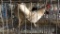 2 Leghorn Hens