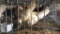 2 Leghorn Hens
