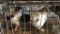 2 Young Light Brahmas