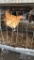 1 Rooster