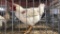 Meat Rooster