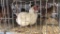 Meat Rooster