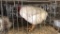 Meat Rooster