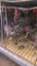 5 Hens - 4 Barred Rock & 1 Silver Wyandotte
