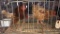 3 Laying Hens