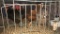 3 Laying Hens