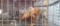 Rooster