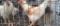 Rooster