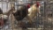 2 Hens * Golden Laced Wyandotte & Buff