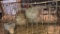 Blue Laced Wyandotte Hen & Lav. Orp. Hen