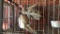 3 Blue Slate Turkeys - Unsexed - 4 Mos Old