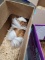 Male Peruvian Guinea Pig