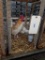Pair Red Pyle Old English Bantams - 1 Yr Old